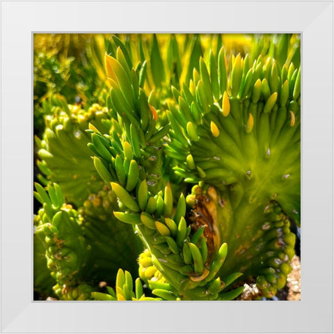 Cactus White Modern Wood Framed Art Print by Tenoever, William
