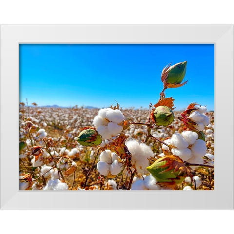 CottonFields1 White Modern Wood Framed Art Print by Tenoever, William