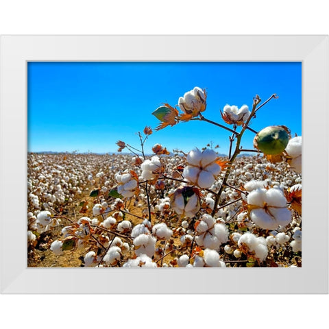 CottonFields2 White Modern Wood Framed Art Print by Tenoever, William