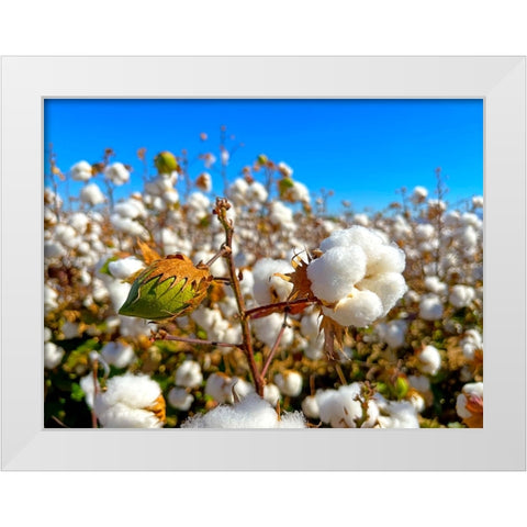 CottonFields3 White Modern Wood Framed Art Print by Tenoever, William