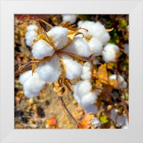 CottonFields4 White Modern Wood Framed Art Print by Tenoever, William