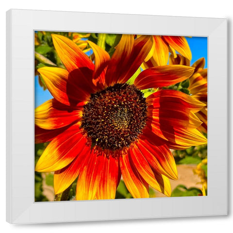 LittleBeckaSunFlower White Modern Wood Framed Art Print by Tenoever, William