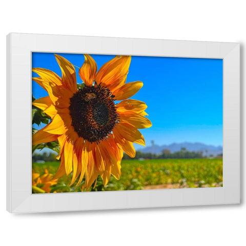 Sunflower3 White Modern Wood Framed Art Print by Tenoever, William