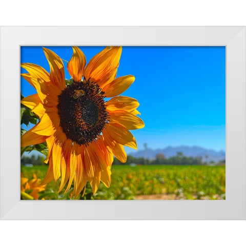Sunflower3 White Modern Wood Framed Art Print by Tenoever, William