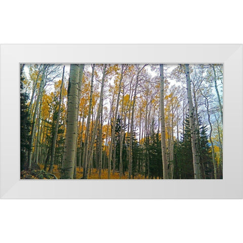 Aspens in Fall I White Modern Wood Framed Art Print by Tenoever, William