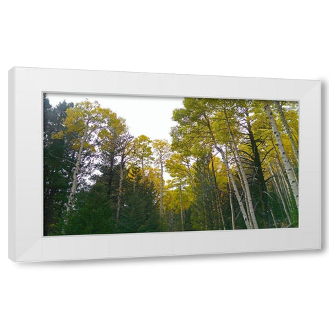 Aspens in Fall II White Modern Wood Framed Art Print by Tenoever, William