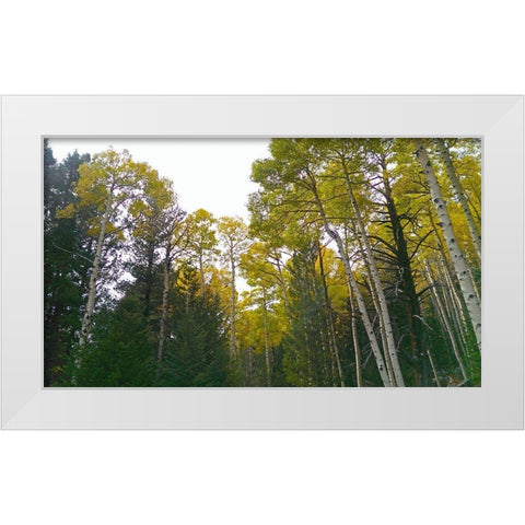 Aspens in Fall II White Modern Wood Framed Art Print by Tenoever, William