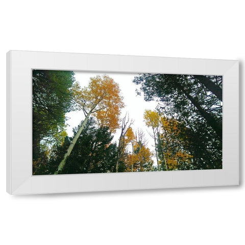 Aspens in Fall III White Modern Wood Framed Art Print by Tenoever, William