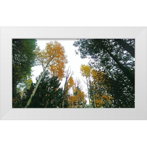 Aspens in Fall III White Modern Wood Framed Art Print by Tenoever, William