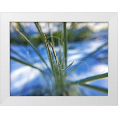Snow in the Desert White Modern Wood Framed Art Print by Popcorn