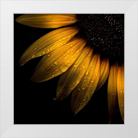 Sunflower Detail White Modern Wood Framed Art Print by Carson, Brian