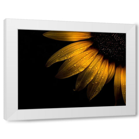 Sunflower Detail II White Modern Wood Framed Art Print by Carson, Brian