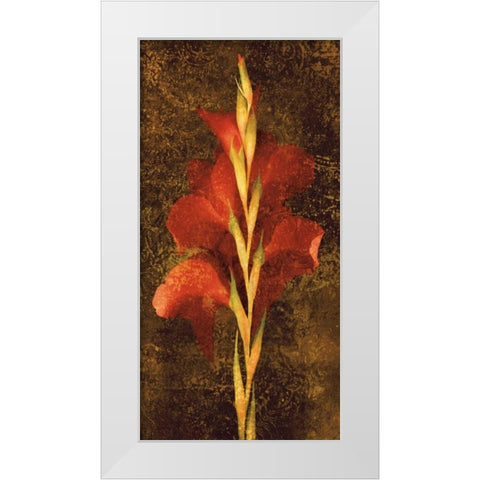 Gladiola White Modern Wood Framed Art Print by Seba, John