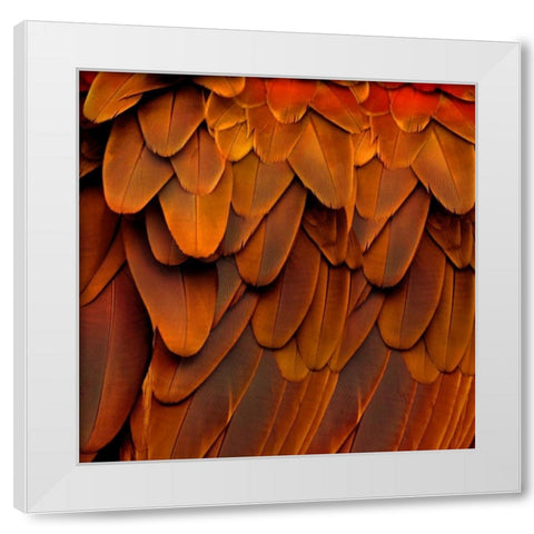Feathered Friend - Burnt Orang White Modern Wood Framed Art Print by Bosco, Julia