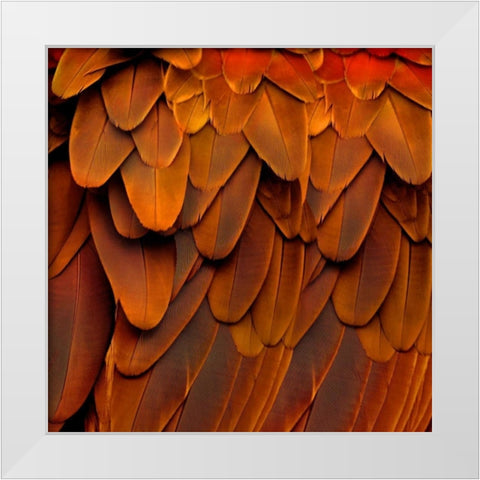 Feathered Friend - Burnt Orang White Modern Wood Framed Art Print by Bosco, Julia