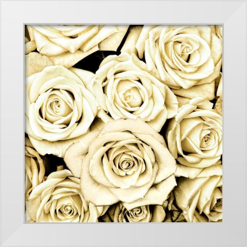 Roses White Modern Wood Framed Art Print by Bennett, Kate