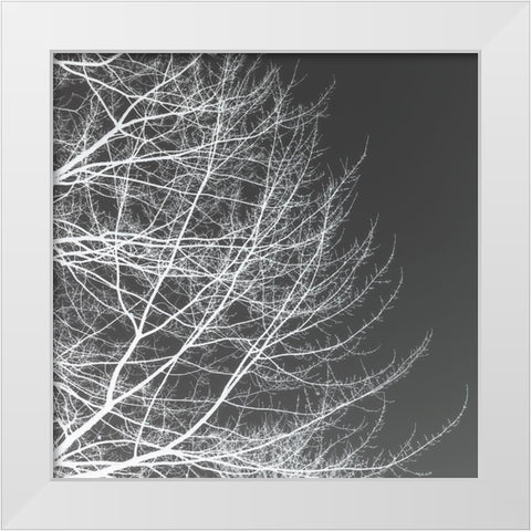 Tree Silhouette III White on Gray White Modern Wood Framed Art Print by Pollard, David