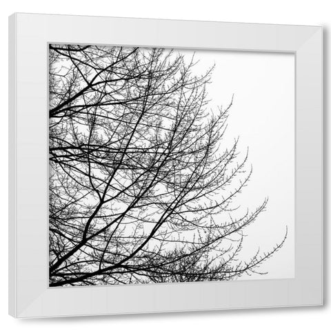 Tree Silhouette II Black on White White Modern Wood Framed Art Print by Pollard, David