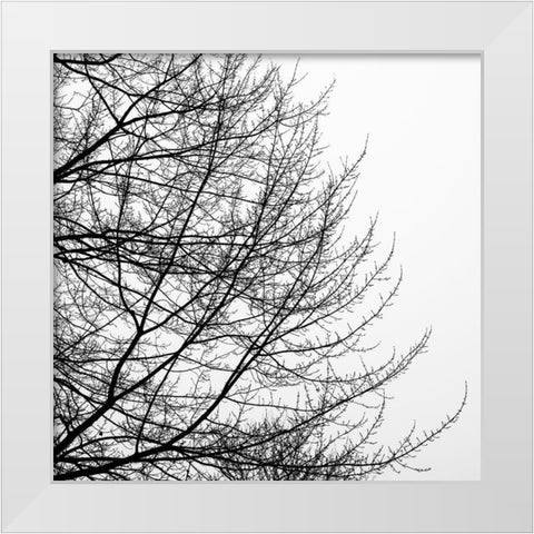 Tree Silhouette II Black on White White Modern Wood Framed Art Print by Pollard, David
