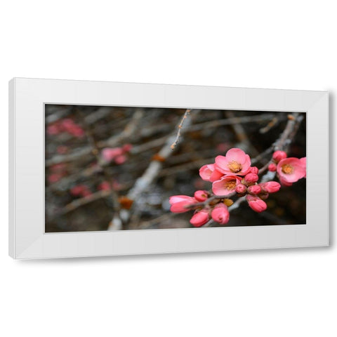 Crabapple Tree blossoms White Modern Wood Framed Art Print by Plank, Savanah