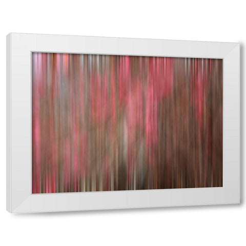 Crabapple Tree blossoms White Modern Wood Framed Art Print by Plank, Savanah