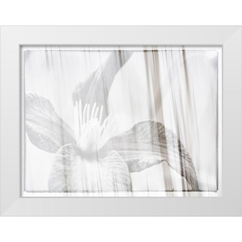 Black and white clematis White Modern Wood Framed Art Print by Plank, Savanah