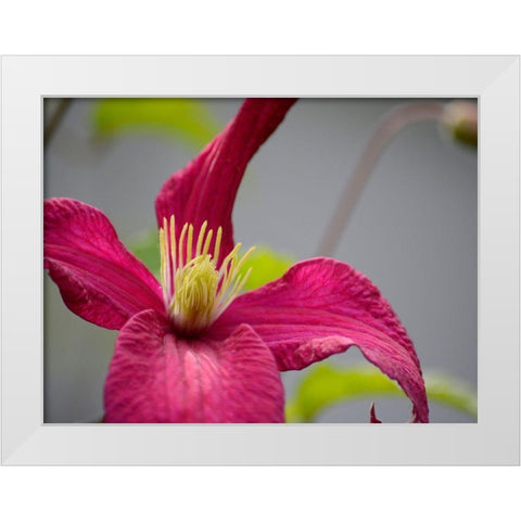 Pink Clematis White Modern Wood Framed Art Print by Plank, Savanah