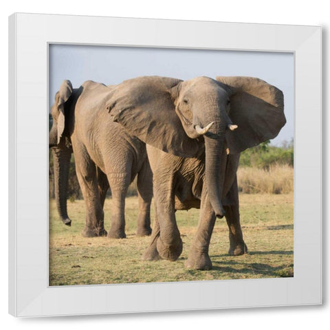 Charging Elepant White Modern Wood Framed Art Print by Bennion, Scott
