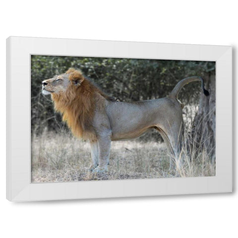 Claiming Territory White Modern Wood Framed Art Print by Bennion, Scott