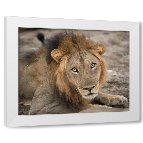 Eyes of a Lion White Modern Wood Framed Art Print by Bennion, Scott