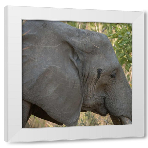 female elephant - Zabia White Modern Wood Framed Art Print by Bennion, Scott