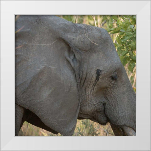 female elephant - Zabia White Modern Wood Framed Art Print by Bennion, Scott