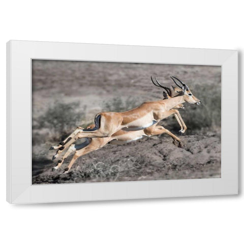 Impala White Modern Wood Framed Art Print by Bennion, Scott