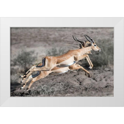 Impala White Modern Wood Framed Art Print by Bennion, Scott