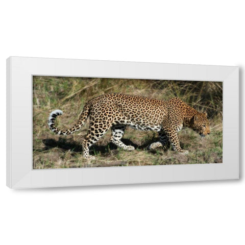 Leopard Hunting White Modern Wood Framed Art Print by Bennion, Scott
