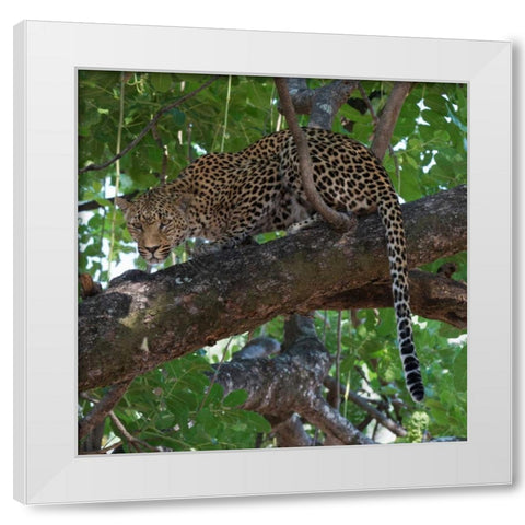 Leopard in a Tree White Modern Wood Framed Art Print by Bennion, Scott