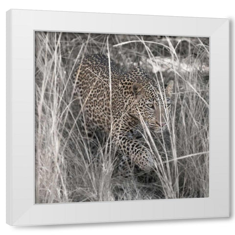 Leopard in the Grass White Modern Wood Framed Art Print by Bennion, Scott