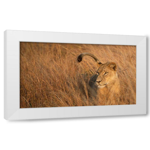 Lion in Tall Grass White Modern Wood Framed Art Print by Bennion, Scott