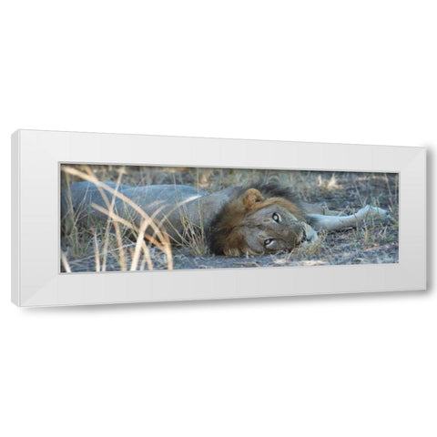 Napping With Open Eyes White Modern Wood Framed Art Print by Bennion, Scott