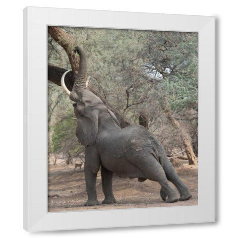 Reaching Elephant - Mana Pools Zimbabwe White Modern Wood Framed Art Print by Bennion, Scott