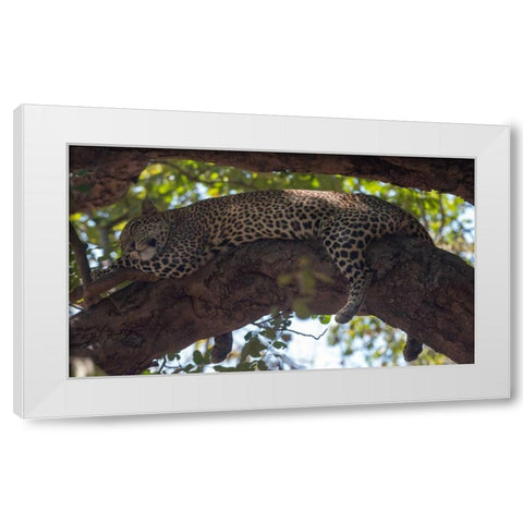 Napping White Modern Wood Framed Art Print by Bennion, Scott