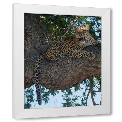 Leopard Territory White Modern Wood Framed Art Print by Bennion, Scott