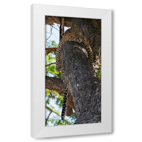 Sleeping White Modern Wood Framed Art Print by Bennion, Scott