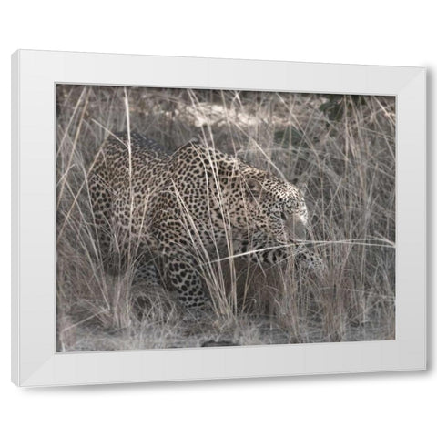 Stalking Leopard White Modern Wood Framed Art Print by Bennion, Scott