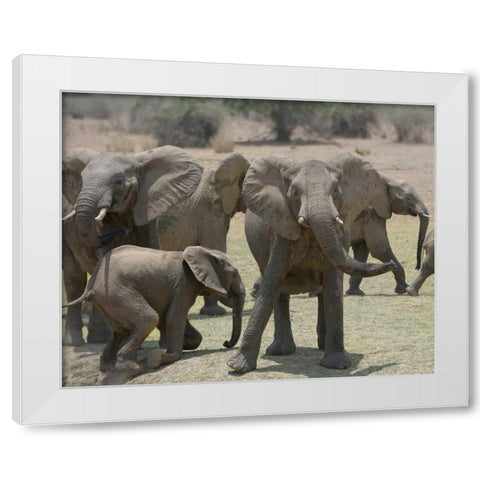 Too Close White Modern Wood Framed Art Print by Bennion, Scott