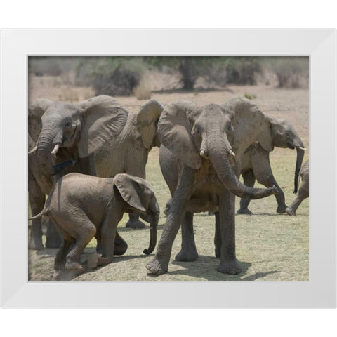 Too Close White Modern Wood Framed Art Print by Bennion, Scott