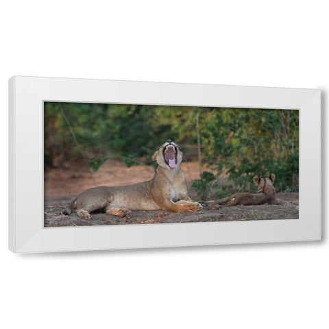 Yawning Lion - Zimbabwe White Modern Wood Framed Art Print by Bennion, Scott
