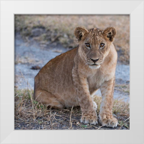 Young Lion - Zambia White Modern Wood Framed Art Print by Bennion, Scott