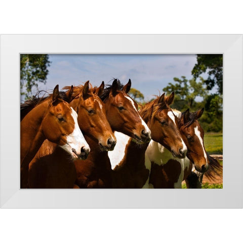 Best Friends White Modern Wood Framed Art Print by Dawson, Robert