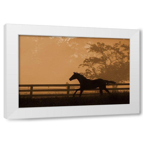 Headin For the Sun White Modern Wood Framed Art Print by Dawson, Robert
